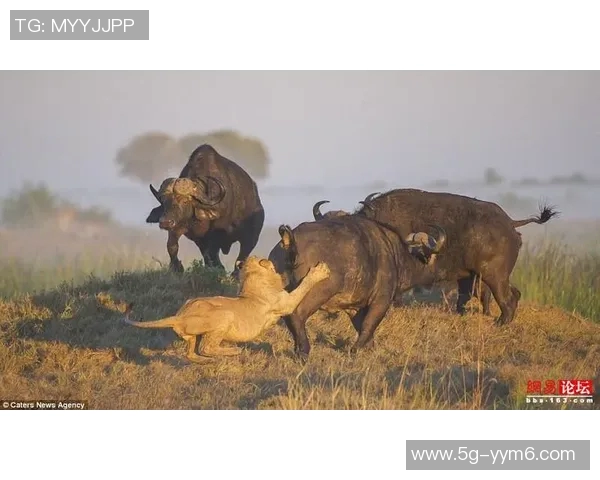 奥康纳点评文班三分球表现公牛未采取包夹策略引发争议 奥康纳点评文班三分球表现公牛未采取包夹策略引发争议